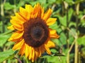 Common Sunflower