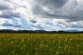 Common sunflower (Helianthus annuus) field at Sorsko polje in Gorenjska, Slovenia Royalty Free Stock Photo