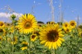 Common sunflower Helianthus annuus on a field under a sunny summer sky. Royalty Free Stock Photo