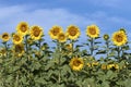 Sunflower (Helianthus annuus) field in a summer day Royalty Free Stock Photo