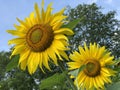 The common sunflower, Helianthus annuus or Sonnenblume Flower Island Mainau on the Lake Constance