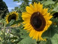 The common sunflower, Helianthus annuus or Sonnenblume Flower Island Mainau on the Lake Constance