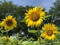The common sunflower, Helianthus annuus or Sonnenblume Flower Island Mainau on the Lake Constance