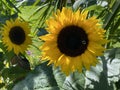 The common sunflower, Helianthus annuus or Sonnenblume - Flower Island Mainau on the Lake Constance or Die Blumeninsel im Bodensee