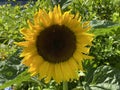 The common sunflower, Helianthus annuus or Sonnenblume - Flower Island Mainau on the Lake Constance or Die Blumeninsel im Bodensee