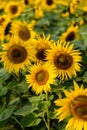 Sunflowers blooming in the fields in spring Royalty Free Stock Photo
