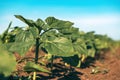 Common sunflower Helianthus annuus sprouts in cultivated field, low angle view Royalty Free Stock Photo