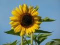 Common sunflower (Helianthus) in sunlight facing the sun with blue sky in the background Royalty Free Stock Photo