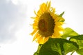 Common sunflower in Summer in Racalmas