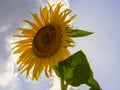 Common sunflower in Summer in Racalmas