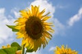 Common sunflower in Summer in Racalmas