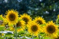 Common sunflower in Summer in Racalmas