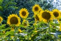 Common sunflower in Summer in Racalmas
