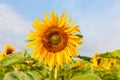 The common sunflower, is a large annual forb of the genus helianthus grown as a crop for its edible oil and edible fruits, ripe su Royalty Free Stock Photo