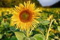 the common sunflower, is a large annual forb of the genus helianthus grown as a crop for its edible oil and edible fruits, ripe su Royalty Free Stock Photo