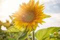 The common sunflower, is a large annual forb of the genus helianthus grown as a crop for its edible oil and edible fruits, ripe su Royalty Free Stock Photo