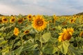 the common sunflower, is a large annual forb of the genus helianthus grown as a crop for its edible oil and edible fruits, ripe su Royalty Free Stock Photo