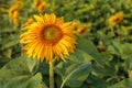 large annual forb of the genus helianthus grown as a crop for its edible oil and edible fruits, ripe sunflower plant close-up agai Royalty Free Stock Photo