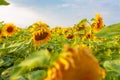 large annual forb of the genus helianthus grown as a crop for its edible oil and edible fruits, ripe sunflower plant close-up agai Royalty Free Stock Photo