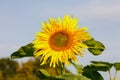 the common sunflower, is a large annual forb of the genus helianthus grown as a crop for its edible oil and edible fruits, ripe su Royalty Free Stock Photo