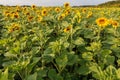 the common sunflower, is a large annual forb of the genus helianthus grown as a crop for its edible oil and edible fruits, ripe su Royalty Free Stock Photo