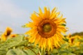 The common sunflower, is a large annual forb of the genus helianthus grown as a crop for its edible oil and edible fruits, ripe su Royalty Free Stock Photo
