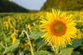the common sunflower, is a large annual forb of the genus helianthus grown as a crop for its edible oil and edible fruits, ripe su Royalty Free Stock Photo