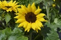 Common sunflower