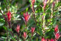 Common Sunshine Conebush - Leucadendron Salignum Royalty Free Stock Photo