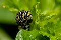 Common Swallowtail Caterpillar Macro