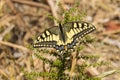 Common Swallowtail - Papilio machaon - basking in sun