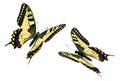 Common Swallowtail (Papilio machaon) in flight