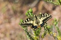 Common Swallowtail with wings open