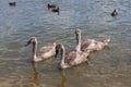 common swans with white plumage and gray children Royalty Free Stock Photo