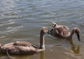 gray young swans in the spring Royalty Free Stock Photo