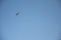 Common Swift, apodiform bird of the Apodidae family Royalty Free Stock Photo