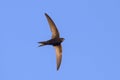 Common Swift Apus apus. Royalty Free Stock Photo