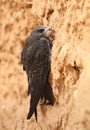 Common swift Apus apus on clay wall Royalty Free Stock Photo