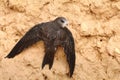 Common swift Apus apus on clay wall Royalty Free Stock Photo