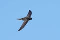 Common swift Apus apus Royalty Free Stock Photo