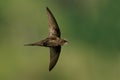 Common swift Apus apus Royalty Free Stock Photo