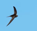 Common Swift (Apus apus) in flight. Bird in flight. Royalty Free Stock Photo