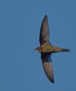 Common Swift (Apus apus) in flight. Bird in flight. Royalty Free Stock Photo