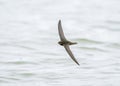 Common swift (Apus apus) in flight over water.