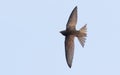 Common swift, Apus apus. A bird in flight against the sky Royalty Free Stock Photo