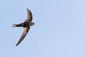 Common swift, Apus apus. A bird in flight against the sky Royalty Free Stock Photo