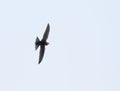 Common swift, Apus apus. A bird flying on a white background Royalty Free Stock Photo