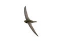 Common swift Apus apus in flight isolate on white, clipping path. Bird in flight isolate. Element for design, ornithology and wi Royalty Free Stock Photo