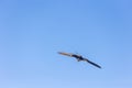 Common swift (Apus apus) in flight Royalty Free Stock Photo