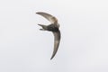 Common swift Apus apus, swallow bird in flight Royalty Free Stock Photo